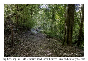 Big Tree Loop Trail