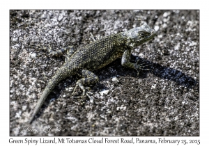 Green Spiny Lizard