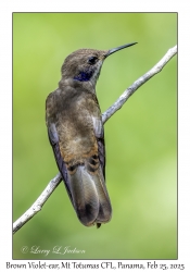 Brown Violet-ear