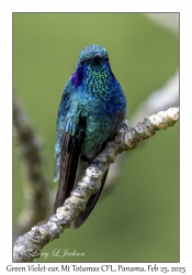 Green Violet-ear