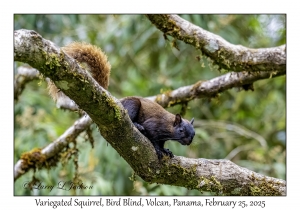 Variegated Squirrel