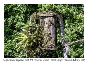 Resplendent Quetzal Nest