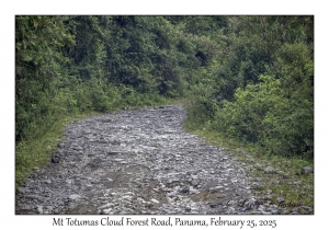 Mt Totumas Cloud Forest Road