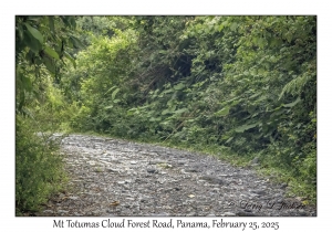 Mt Totumas Cloud Forest Road