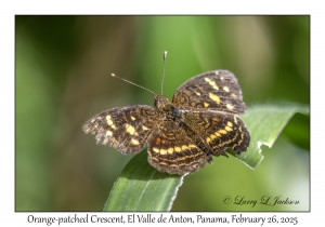 Orange-patched Crescent