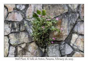 Wall Plant