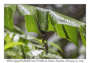 White-tipped Sicklebill nest