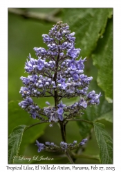 Tropical Lilac