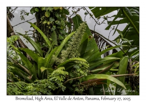 Bromeliad