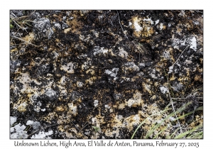 Unknown Lichen