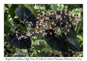Begonia Corallina