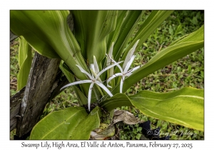 Swamp Lily
