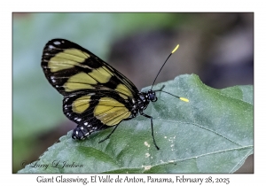 Giant Glasswing