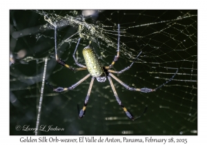 Golden Silk Orb-weaver