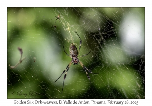 Golden Silk Orb-weaver
