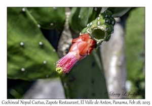 Cochineal Nopal Cactus