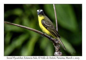 Social Flycatcher