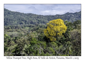 Yellow Trumpet Tree