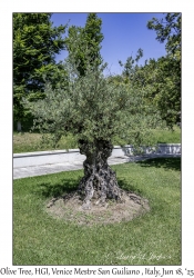 Olive Tree
