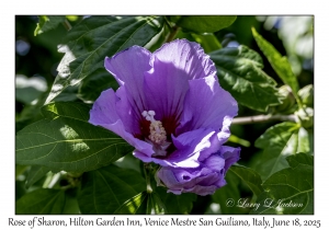 Rose of Sharon