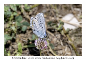Common Blue