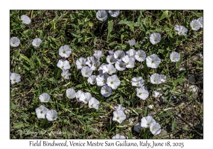 Field Bindweed