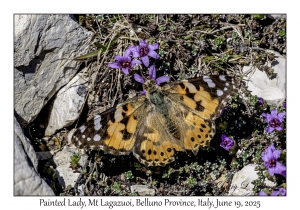 Painted Lady