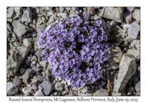 Round-leaved Pennycress