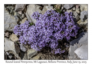 Round-leaved Pennycress