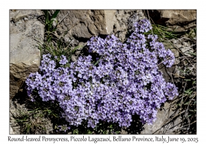 Round-leaved Pennycress