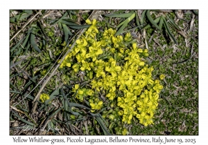 Yellow Whitlow-grass