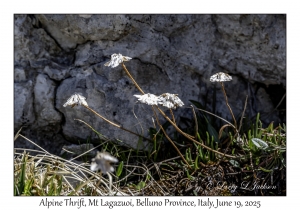 Alpine Thrift