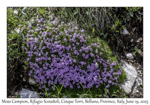 Moss Campion