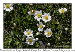Mountain Avens