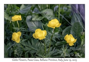 Globe Flowers