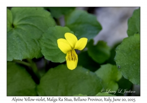 Alpine Yellow-violet