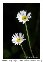 Common Daisy