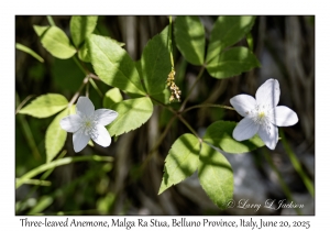 Three-leaved Anemone