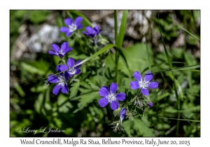 Wood Cranesbill