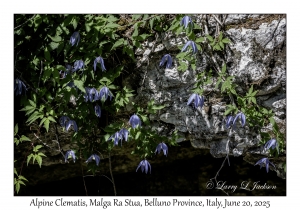 Alpine Clematis
