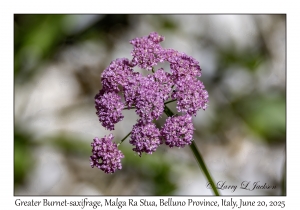 Greater Burnet-saxifrage