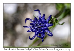 Roundheaded Rampion