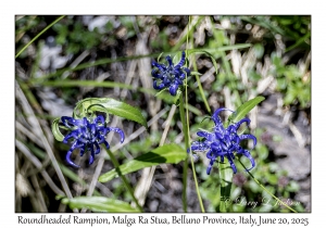 Roundheaded Rampions