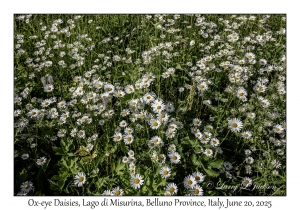Ox-eye Daisies