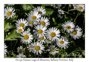 Ox-eye Daisies