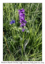 Western Marsh Orchid