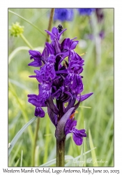 Western Marsh Orchid