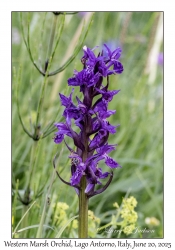 Western Marsh Orchid