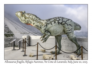 Allosaurus fragilis