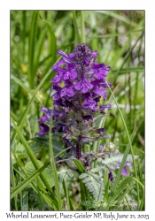 Whorled Lousewort